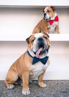 ritratto di grande e piccolo inglese Bulldogs foto