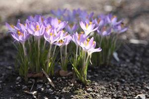 fiori di croco che crescono sul terreno all'inizio della primavera foto