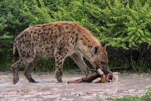 ridere iena nel parco nazionale di etosha foto