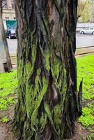 avvicinamento di acacia albero abbaiare struttura con verde muschio. naturale di legno sfondo. latino nome acacia mulino. foto