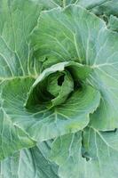 avvicinamento di un' verde cavolo testa in crescita come un' fresco foto