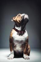 poco inglese bulldog foto