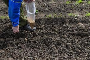 Manuale piantare di semi nel il giardino nel primavera. foto