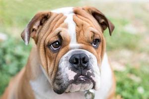 dolce inglese bulldog foto