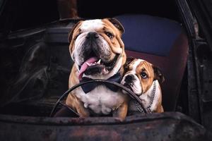 Bulldogs nel il auto foto