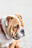 carino inglese bulldog foto
