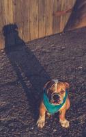 cane con il suo ombra foto