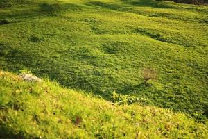 luminosa verde prato nel presto primavera nel il raggi di il ambientazione sole. foto