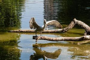 pellicano si siede su un' log e è riscaldato nel il sole foto