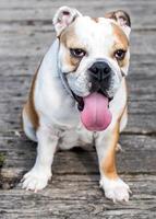 inglese bulldog femmina foto