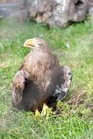 un' d'oro aquila foto