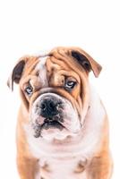 inglese bulldog cucciolo ritratto foto