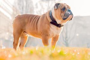 ritratto di inglese bulldog foto