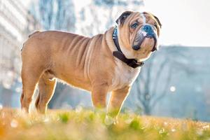 poco inglese bulldog foto