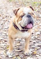 carino inglese bulldog all'aperto foto