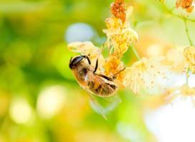 ape sul fiore giallo foto