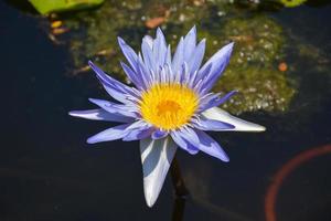 viola loto fioritura nel acqua bangkok giardino parco Tailandia foto