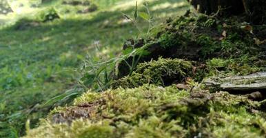 verde muschio su il terra. vecchio albero e giovane erba. primavera natura. foto