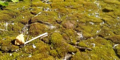 verde muschio su il terra. vecchio albero e giovane erba. primavera natura. foto