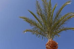superiore parte di palma albero contro blu cielo foto