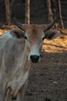 ritratto di un' mucca a il azienda agricola foto