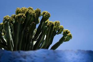 paesaggio naturale in Perù foto