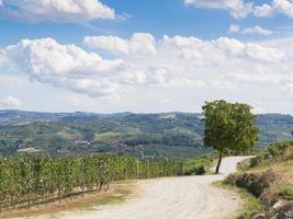 sentiero di campagna in vigna foto