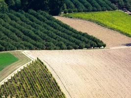 vigneti in autunno foto