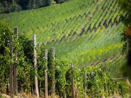 vigneti in autunno foto