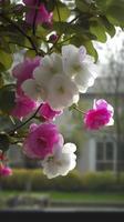 Cinese suzhou giardino, viola begonia fiore, petali alto definizione, sfondo sfocato bianca muri e finestre, morbido bellissimo luce, generat ai foto