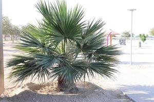 fan palma albero, cinese fan palmo, maxican fan palma nel giardino all'aperto foto