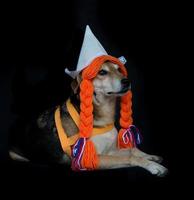 un' bastardo cane con trecce e un' olandese cappello foto