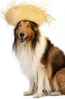 collie cane con cannuccia cappello per celebrare il junina vacanze foto