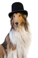 ritratto di un' ruvido collie cane con nero superiore cappello foto