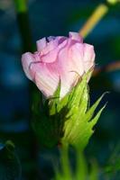 il giro giallo fiori di il cotone pianta foto