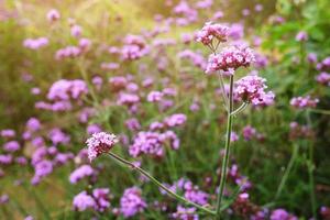 fioritura viola verbena fiori con naturale luce del sole nel prato foto