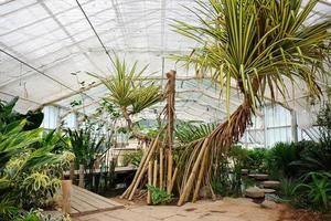 natura impianti e flora nel serra e conservatorio a Regina sirikit botanico giardino e arboreto, scalatore pista per studia di vario pianta specie. foto