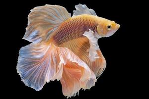 bellissimo movimento di giallo betta pesce, siamese combattente pesce, betta splendens isolato su nero sfondo. studio sparo. foto