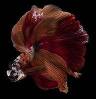 bellissimo rosso-arancio corpo e coda di un' betta pesce il viso è poppa traino energia visualizzazione spavalderia e mostrando no paura di chiunque su nero sfondo. foto