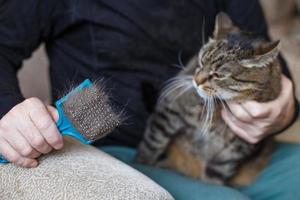 un' uomo pettini il pelliccia di il suo animale domestico grigio gatto con spazzola foto