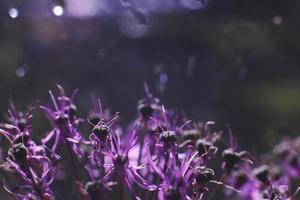 selvaggio cipolle avvicinamento. viola fiore sfondo. selvaggio Porro sfondo. foto