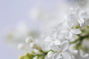 bianca lilla fiore ramo su un' viola sfondo con copia spazio per il tuo testo foto