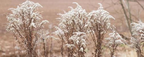 asciutto morbido fiori nel il campo su beige sfondo. foto