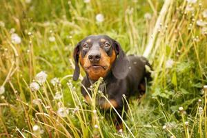 ritratto di un' carino bassotto cane nel un' campo di denti di leone foto