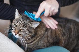 un' uomo pettini il pelliccia di il suo animale domestico grigio gatto con spazzola foto