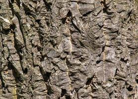 avvicinamento, dettaglio di il abbaiare di un' sughero albero. foto