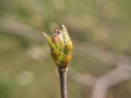 giovane fiori germoglio nel primavera foto