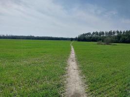 crescere verde piantine su il campo foto