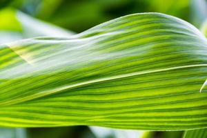 verde e giallo lenzuola di Mais avvicinamento. foto