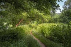 bellissimo paesaggio di un' verde foresta su un' bellissimo soleggiato giorno con alto alberi, erba e fiori. foto